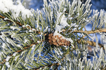 Image showing tree with frost