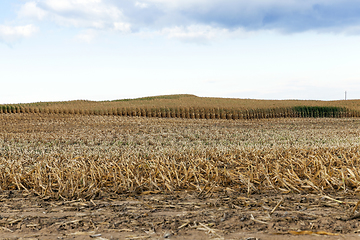 Image showing agricultural field, cereals