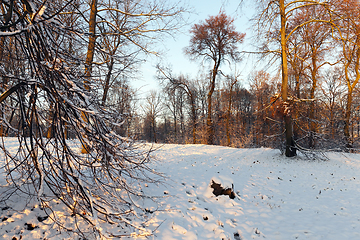 Image showing Trees in the winter park in the sunshine