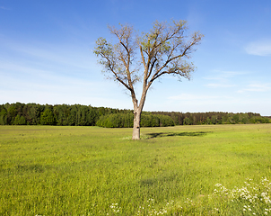 Image showing Tree in the field