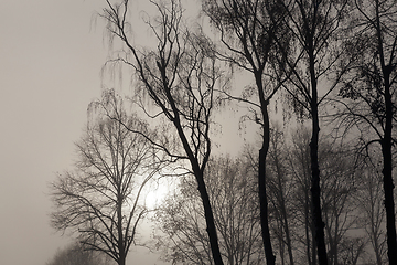 Image showing Trees without leaves in the fog