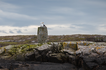 Image showing seagull bird sitting on rock on island