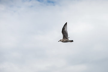 Image showing seagull flying in the sky