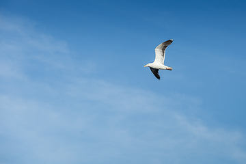 Image showing seagull flying in the sky