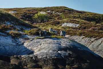 Image showing Beautiful view on island with rams