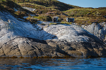 Image showing Beautiful view on island with rams