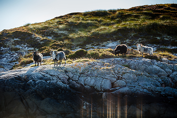 Image showing Beautiful view on island with rams