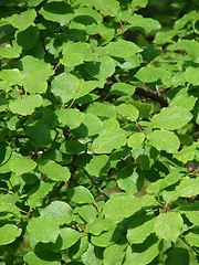 Image showing Birch leaves background