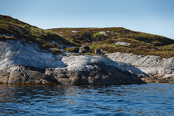 Image showing Beautiful view on island with rams