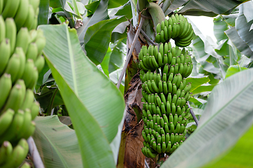 Image showing banana trees on Canarian island