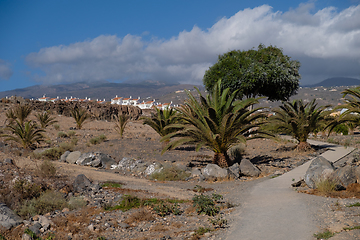 Image showing wild promenade on tenerife island