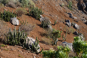 Image showing cactus plants on tenerife island