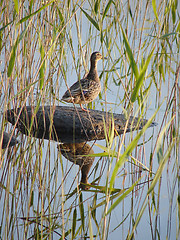 Image showing  Wild duck