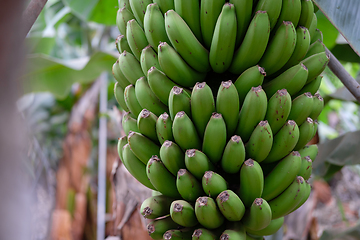 Image showing banana trees on Canarian island