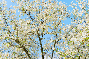 Image showing White blossom magnolia tree flowers