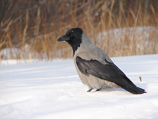 Image showing Raven sits on snow