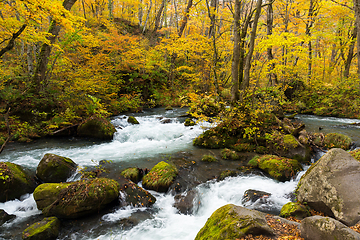 Image showing Oirase Mountain Stream in autumn