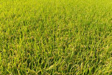 Image showing Rice field background