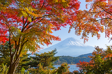 Image showing Maple tree and mount fuji