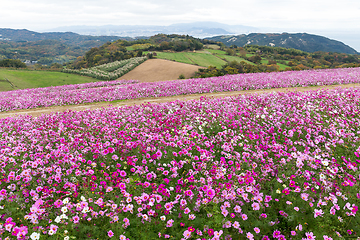 Image showing Pink Cosmos flower