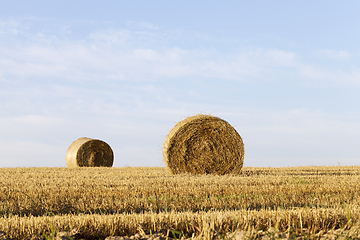 Image showing Hay bale