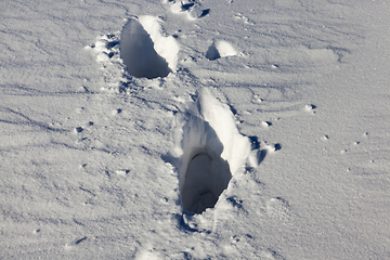 Image showing Winter time of the year, close-up