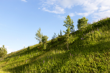 Image showing Trees hill sky grass