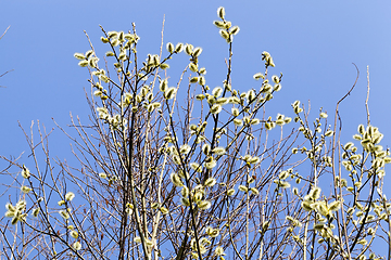 Image showing willow flowers