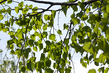 Image showing Spring background