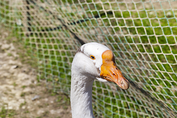 Image showing Geese in the zoo