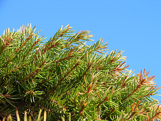 Image showing Fur-tree Branches on sky background