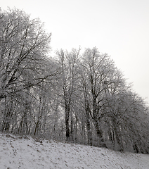 Image showing Photographed winter forest