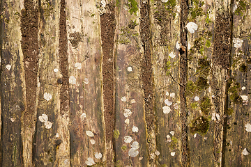 Image showing Beautiful wooden texture