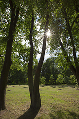 Image showing trees in the park