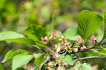 Image showing cherry flowers