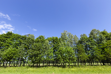 Image showing Trees in Spring