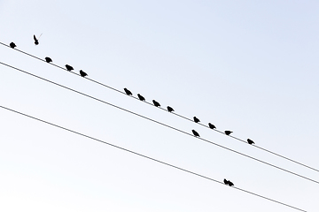 Image showing a few birds on the lines of high-voltage poles