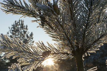 Image showing Pines in the frost