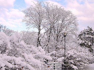 Image showing Winter in City Park