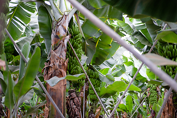 Image showing banana trees on Canarian island