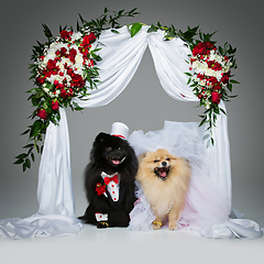 Image showing dog wedding couple under flower arch