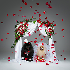 Image showing dog wedding couple under flower arch