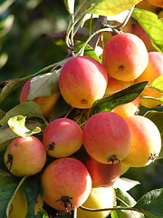 Image showing Wild apples