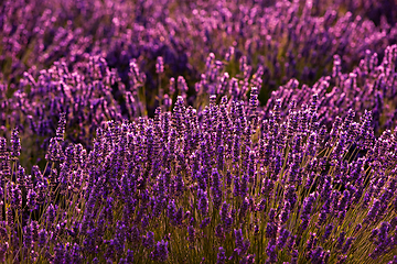 Image showing Close up Bushes of lavender purple aromatic flowers