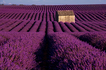 Image showing stone house at lavender field