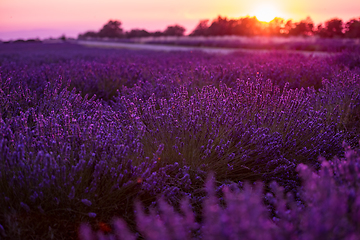 Image showing colorful sunset at lavender field