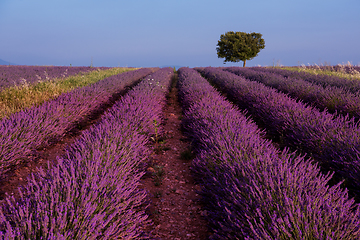 Image showing lonely tree at lavender field