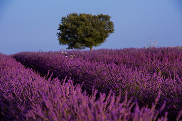 Image showing lonely tree at lavender field