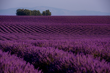 Image showing stone house at lavender field