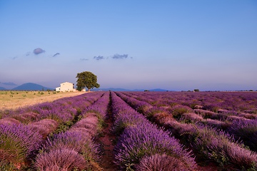 Image showing old brick house and lonely tree at lavender field